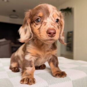 dapple dachshund puppies for sale