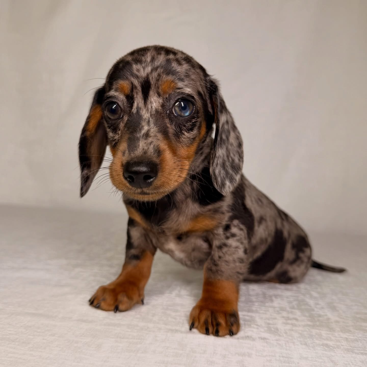 mini dachshund puppies for sale
