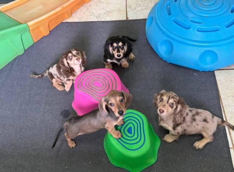 mini dachshund puppies