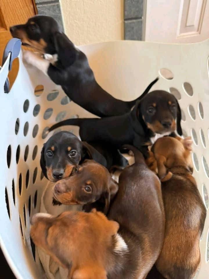 dachshund puppies for sale