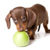 dachshund puppies for sale