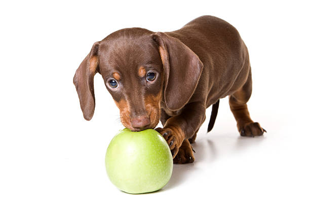 dachshund puppies for sale