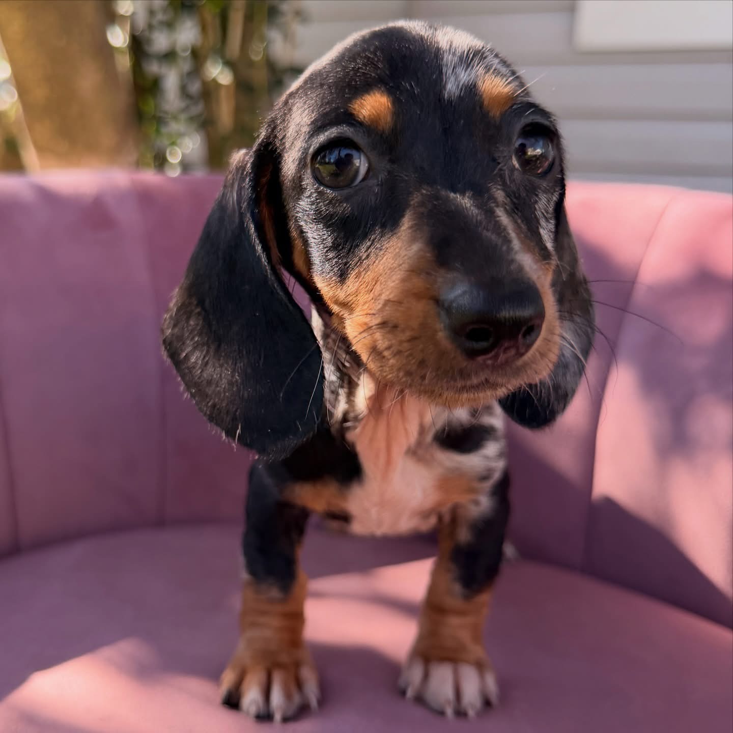 miniature dachshund puppies
