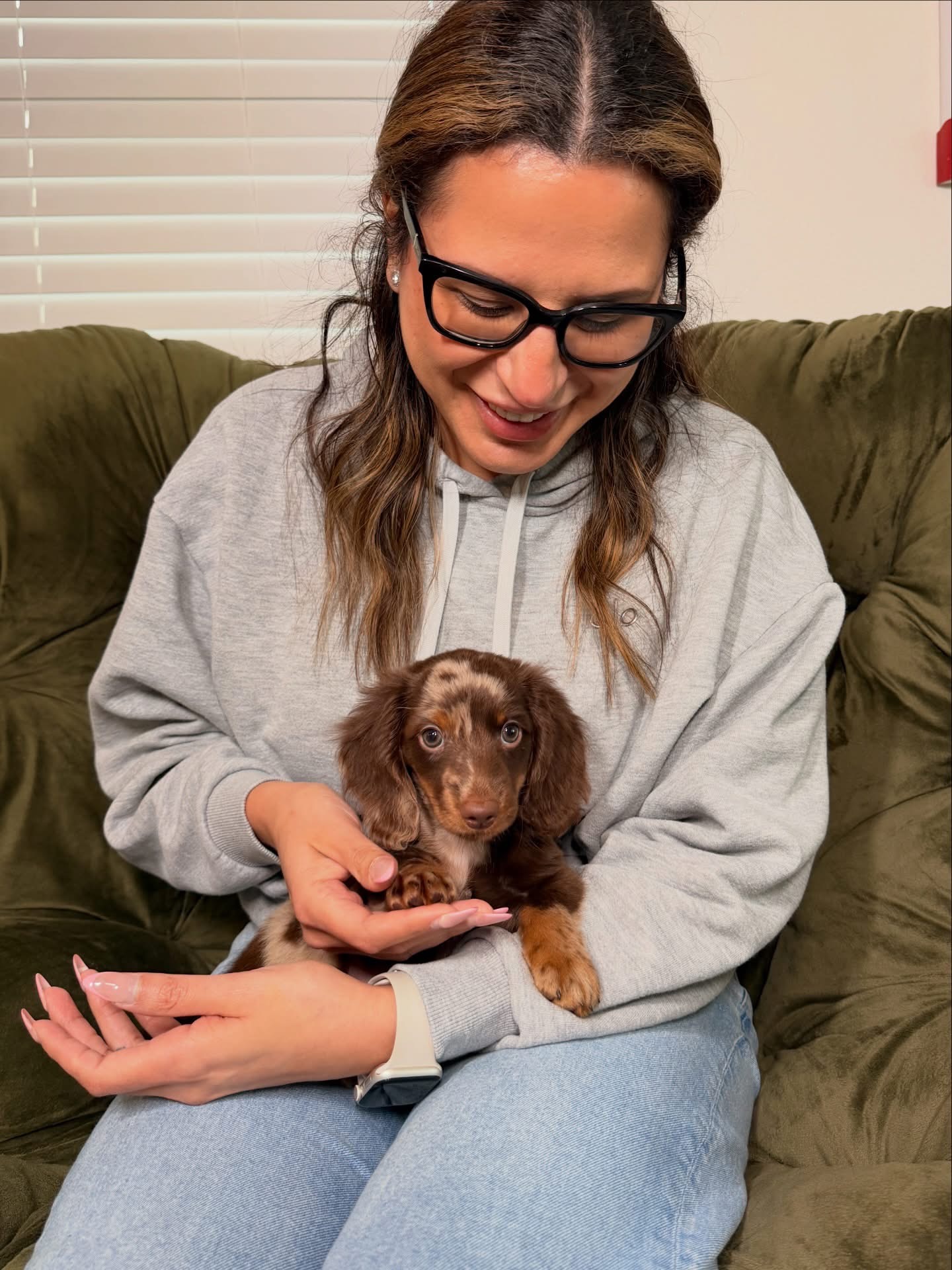 long haired mini dachshund puppies for sale