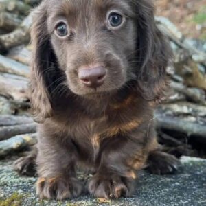 dachshund brown puppy