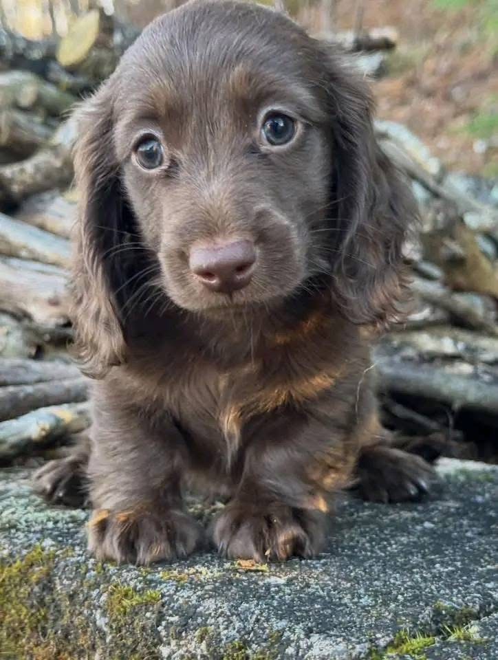 Chocolate & Tan