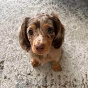 merle dachshund puppies for sale