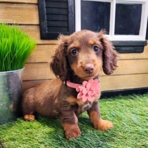 miniature long haired dachshund puppies for sale