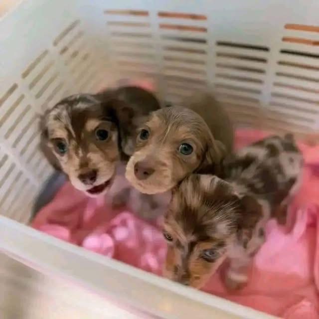 Available Puppies