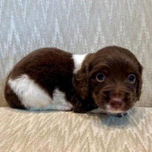 mini dachshund puppies for sale