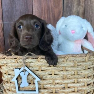 dachshund puppies long haired for sale