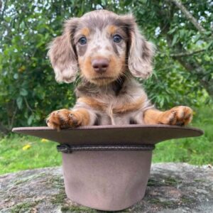 Dachshund puppies for sale in Columbus Ohio