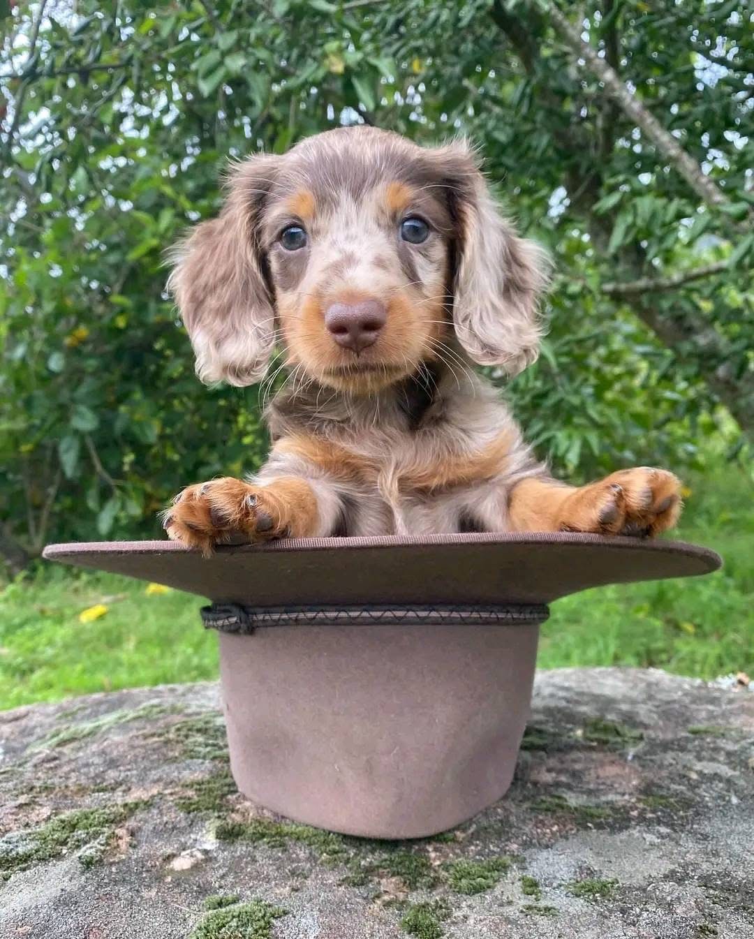 Long Haired Dachshund