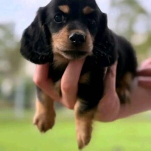 miniature dachshund puppies for sale in texas​