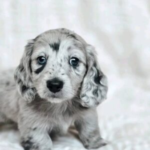 dachshund dachshund puppy