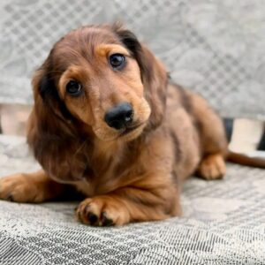 long haired doxie puppy​