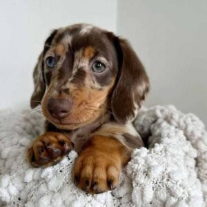 mini dapple dachshund puppies for sale
