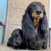 dachshund puppies long haired for sale