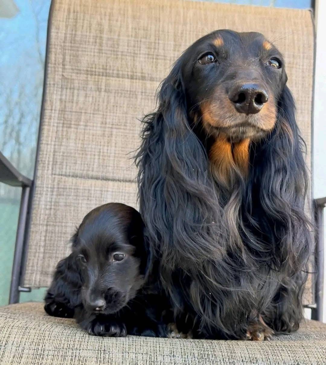dachshund puppies long haired for sale