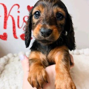 miniature dachshund puppies for sale near me