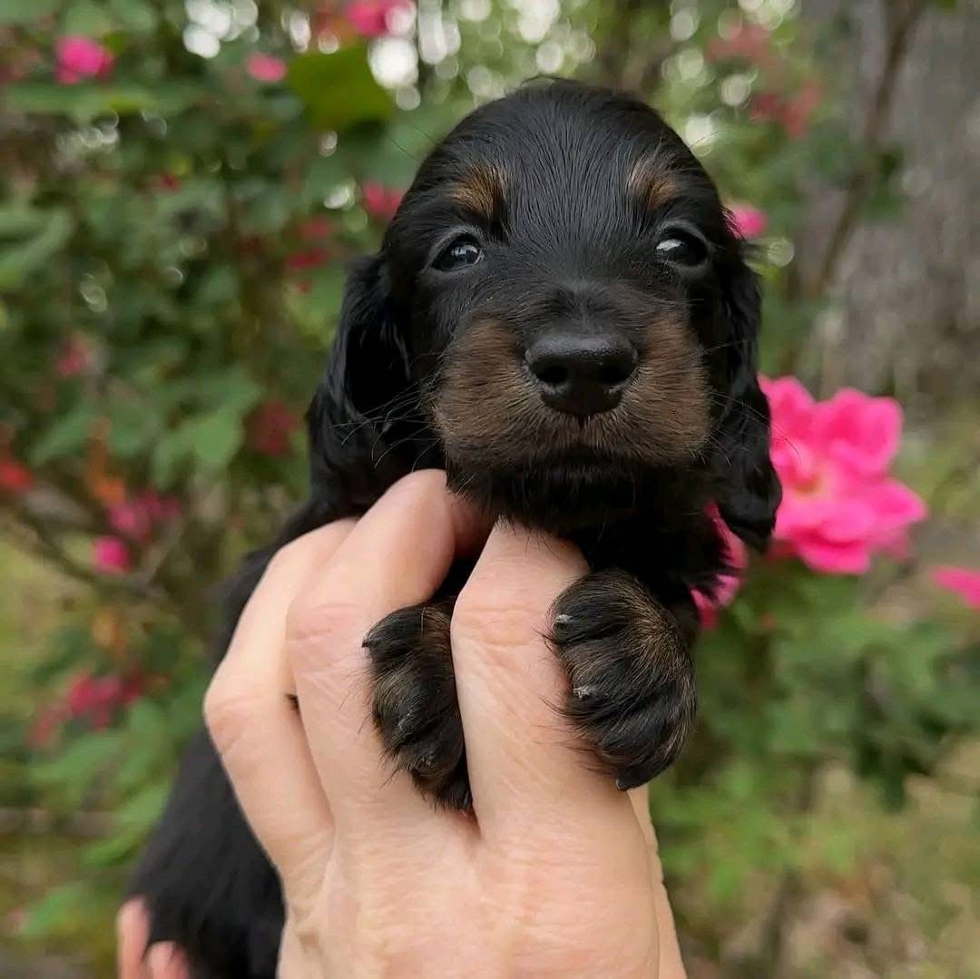 dachshund puppies for sale in texas
