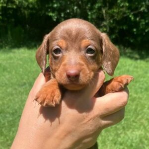 dachshund puppies under $500