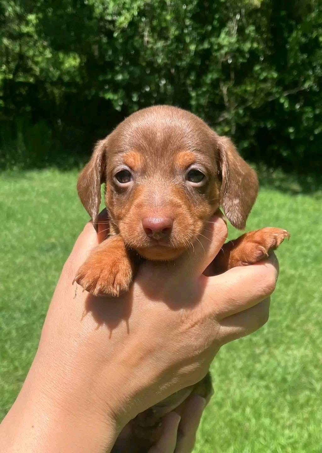 dachshund puppies under $500