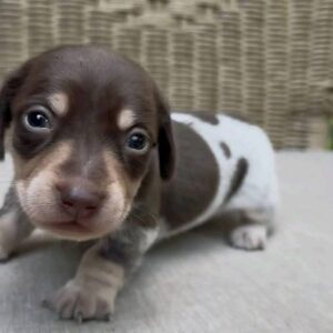 short haired dachshund puppies for sale