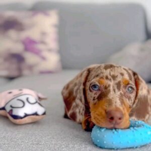 dapple doxie puppies for sale