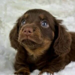 Dachshund puppies for sale in Maine