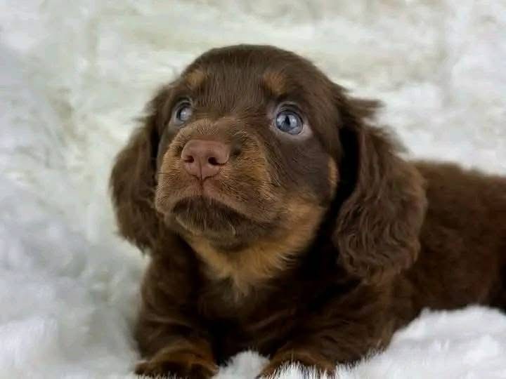 Dachshund puppies for sale in Maine