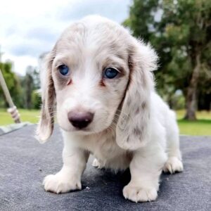 english cream dachshund puppies for sale​