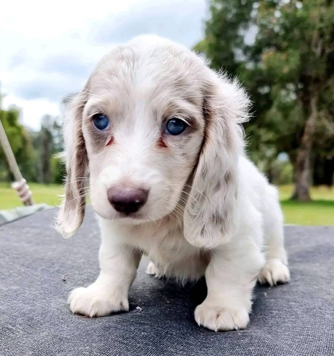 english cream dachshund puppies for sale​
