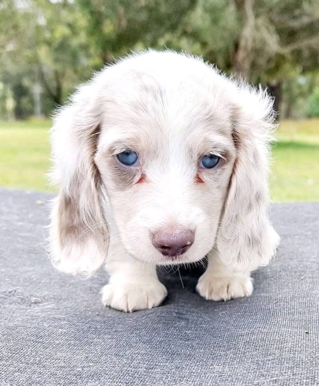 Ready to Go Home Puppies