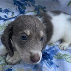 Dachshund puppies for sale in pa