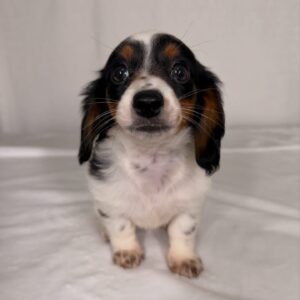 long haired dachshund puppies for sale near me