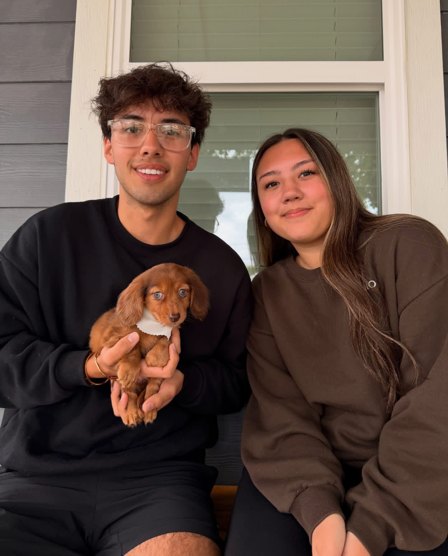 wire haired dachshund puppies for sale