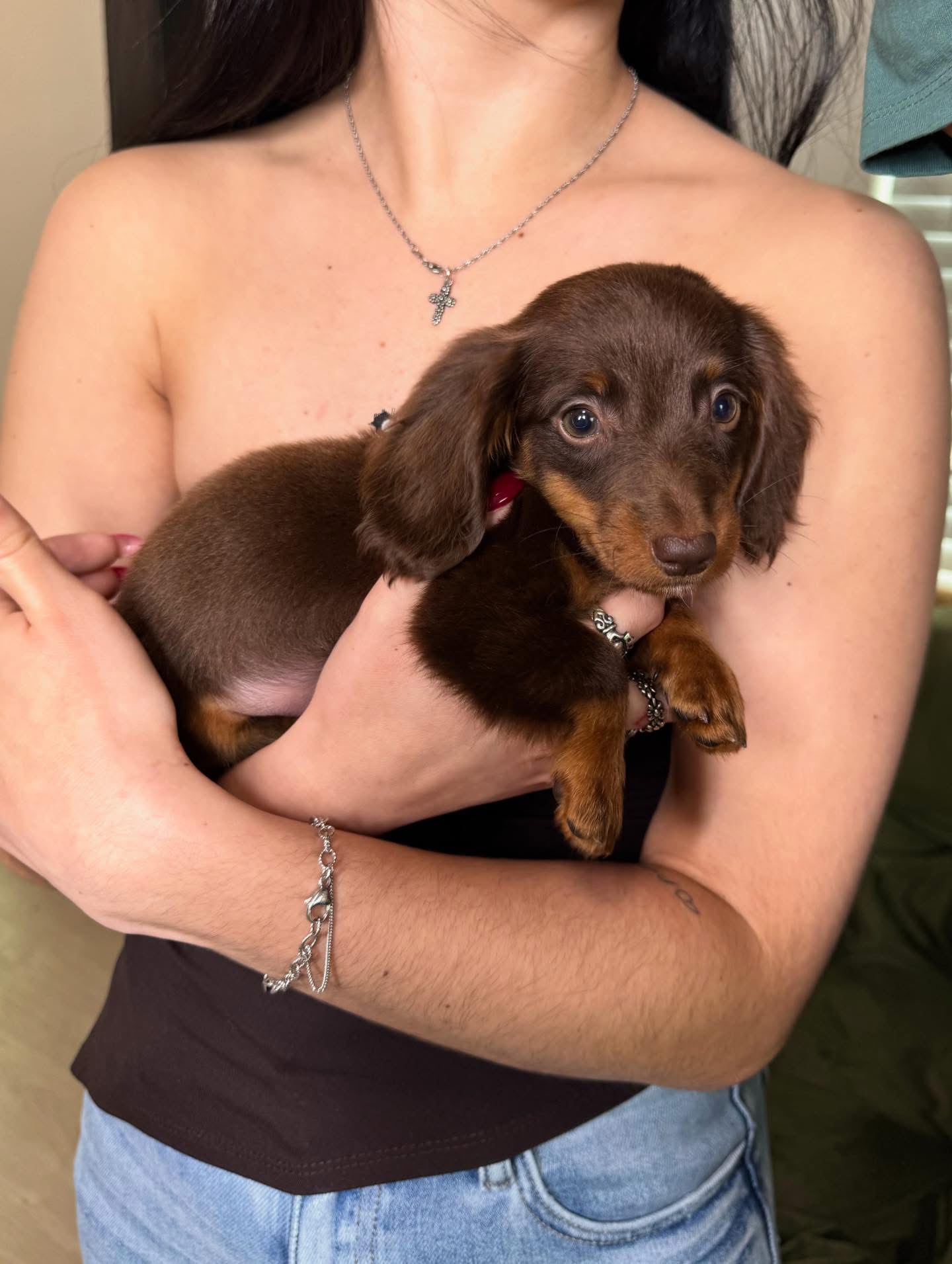 wiener dog puppies for sale near me